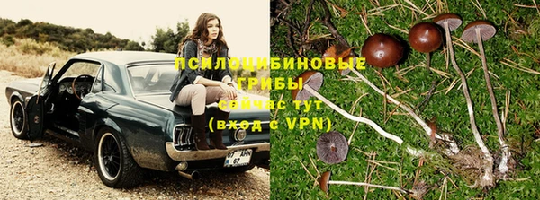 прущие грибы Горнозаводск